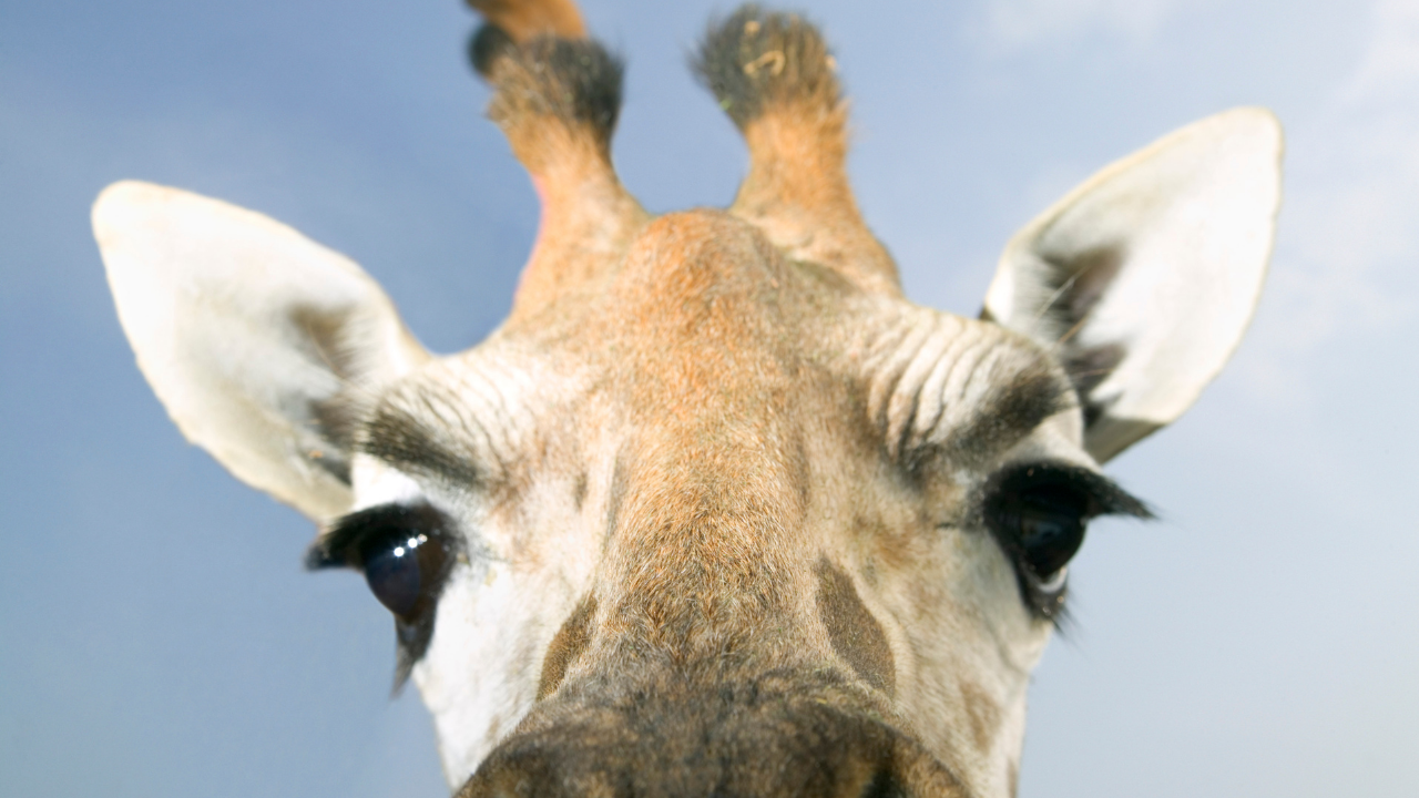 キリンと牛は親戚！？意外な共通点と“鳴き声の謎”に迫る動物学トリビア