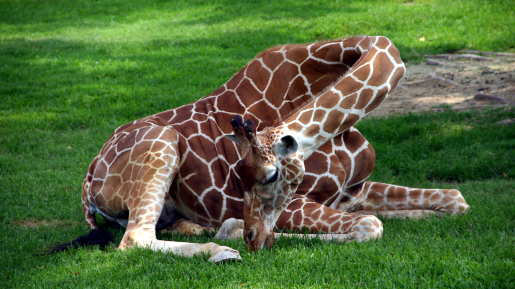 まとめ｜キリンと牛は遠いようで近い、不思議な“動物親戚”！