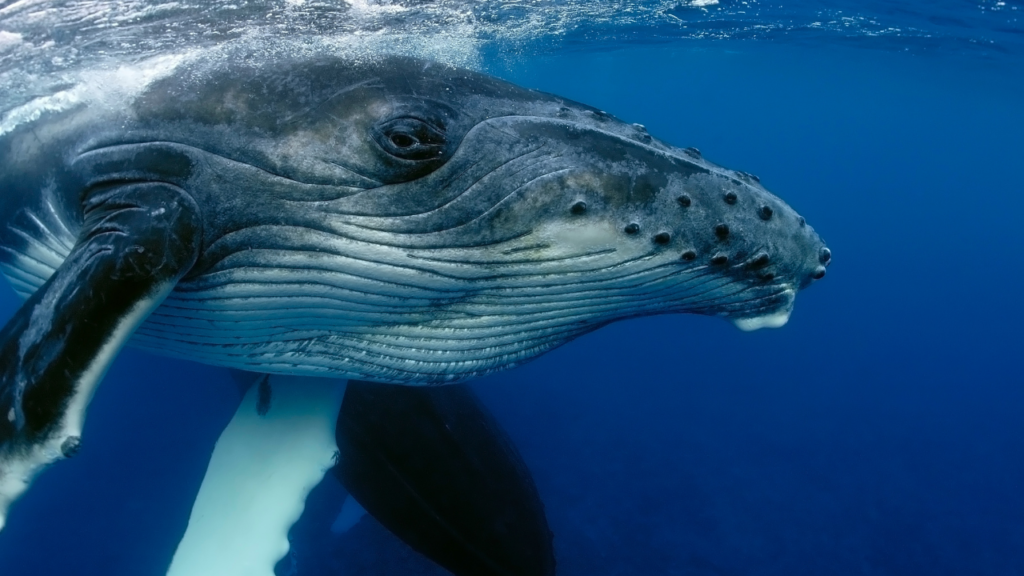 まとめ｜クジラの睡眠から学ぶ「生き抜くための柔軟な進化」