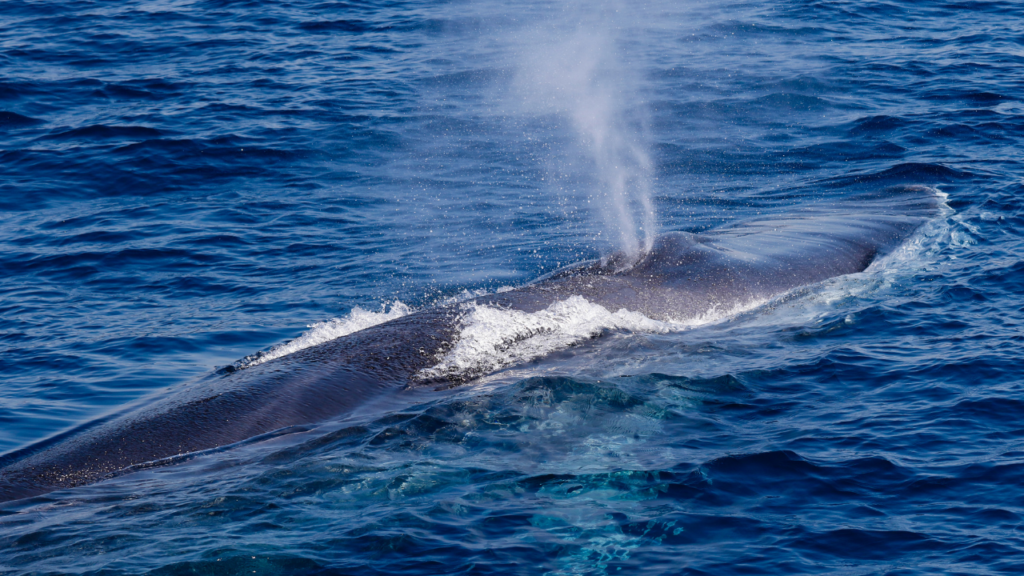 海で暮らすクジラの“命を守る”進化の知恵