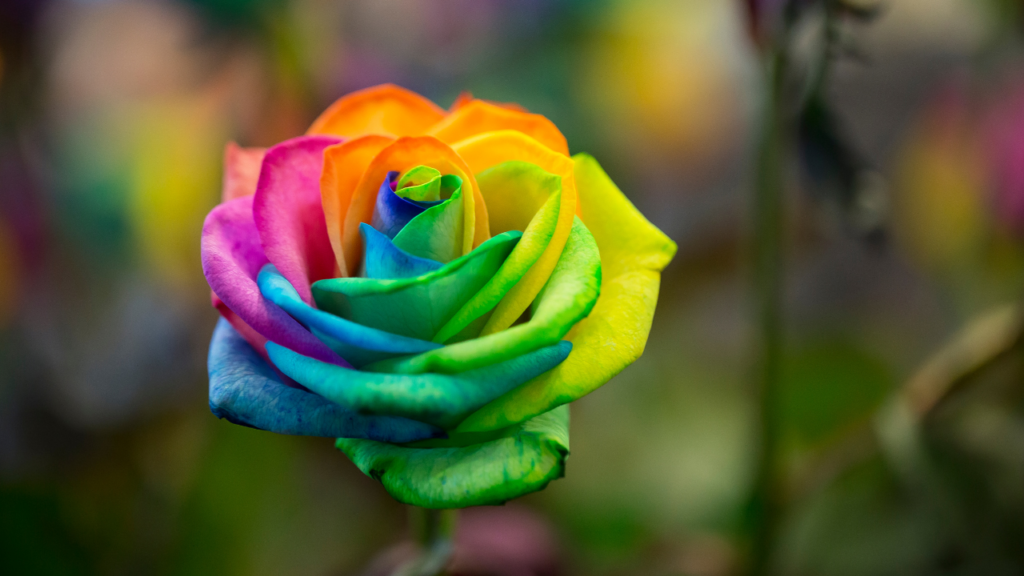 まとめ｜虹の見え方は“あなたの世界の見え方”そのもの