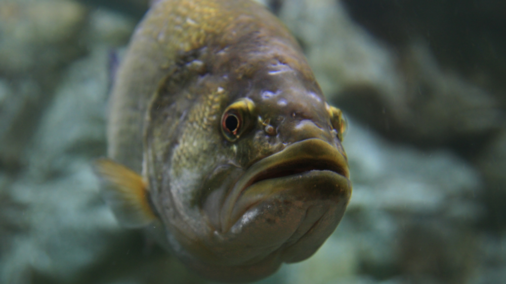 まとめ｜魚の鳴き声は「進化した音の言語」だった