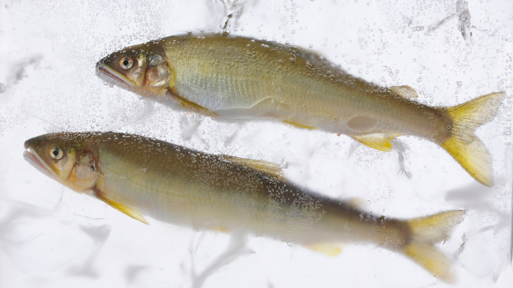 魚が音を出すしくみ