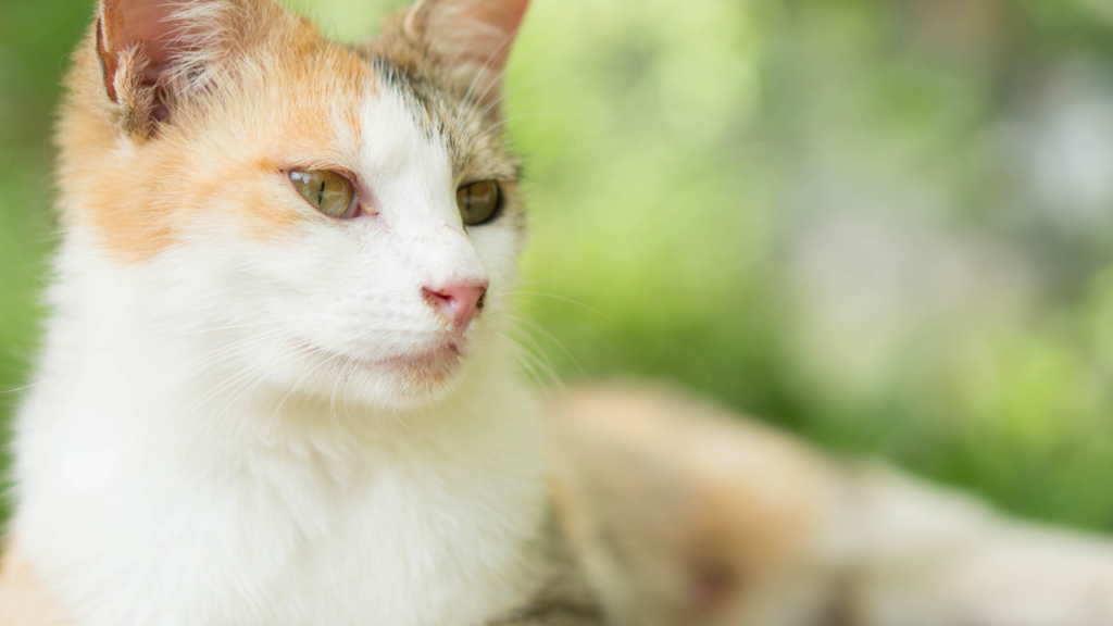 ストレスフリーな暮らしを続けるためのコツ